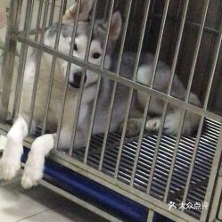 電話,地址,價格,營業時間 上海寵物