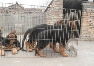優良品種德國牧羊犬，成都寵物誠信交易指南